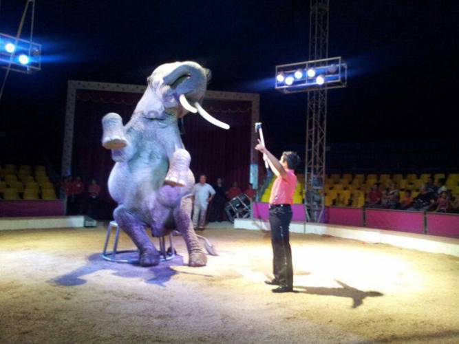 STOP AL MALTRATO ANIMAL: Cirqueros mexicanos se van del país para proteger  a sus animales