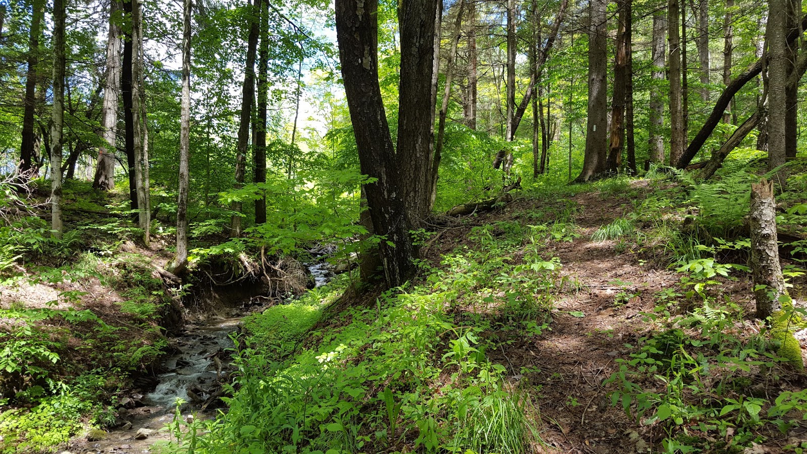 Sara Hikes... But Not Enough FLT/NCT Baker School House State Forest