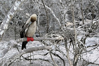 Red Footed Boobie, Genovesa Island, Galapagos