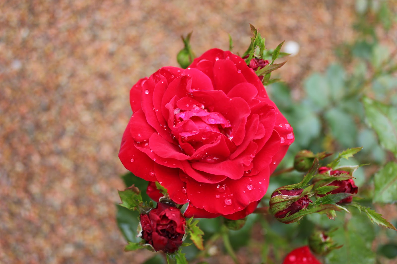 Njut av dagen som den kommer...: Rosor