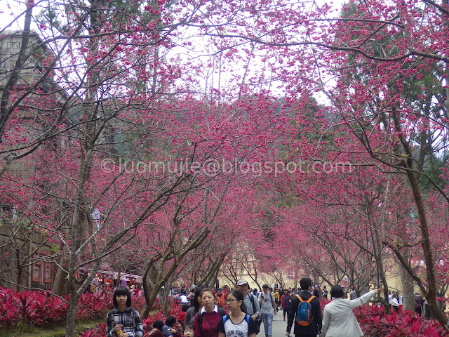 Formosan Aboriginal Culture Village cherry blossom