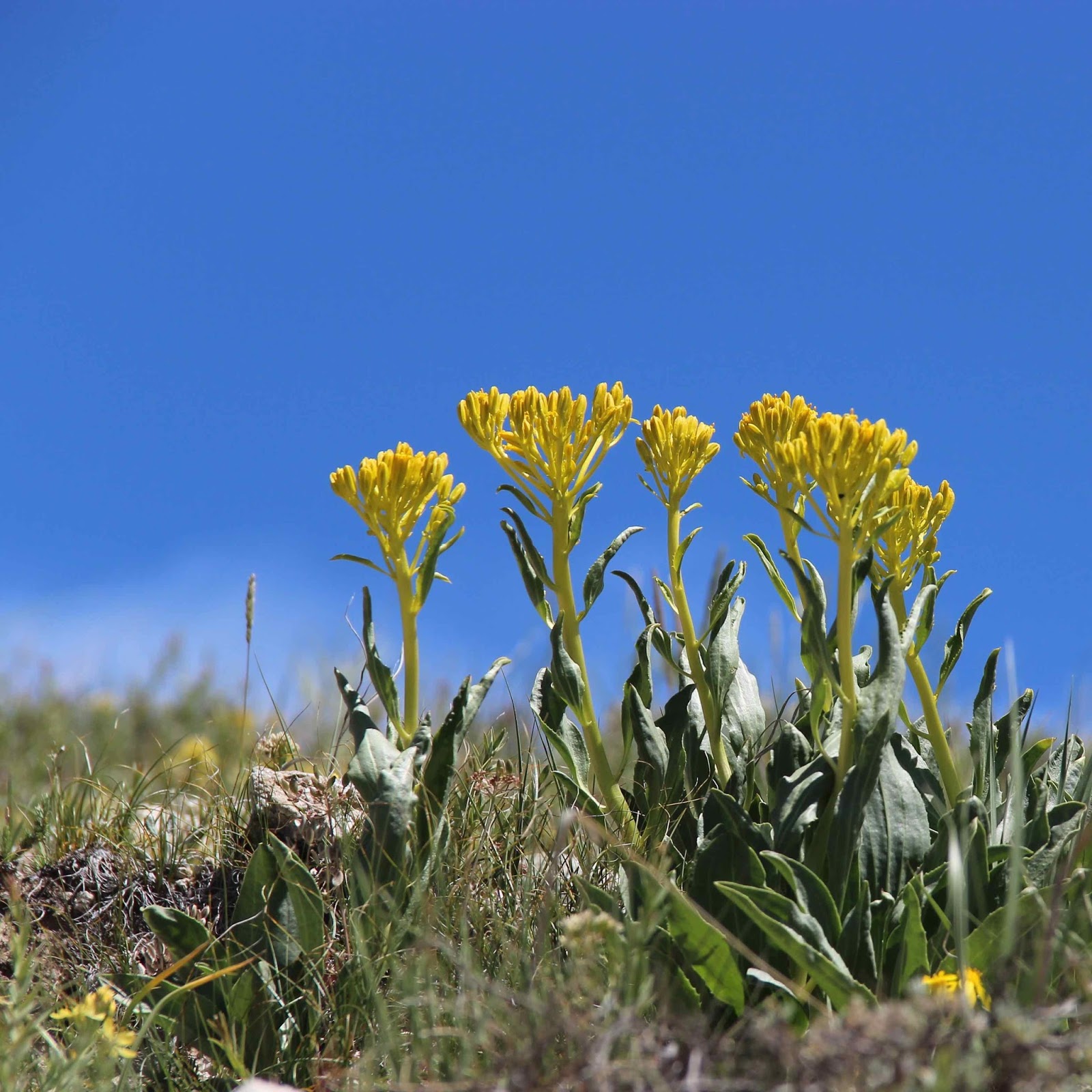 In the Company of Plants and Rocks Yermoa flamboyant and mysterious
