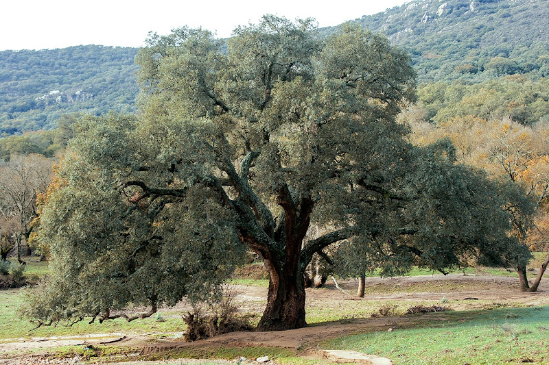 Entorno a Jerez Cuando el bosque no deja ver los árboles. Árboles