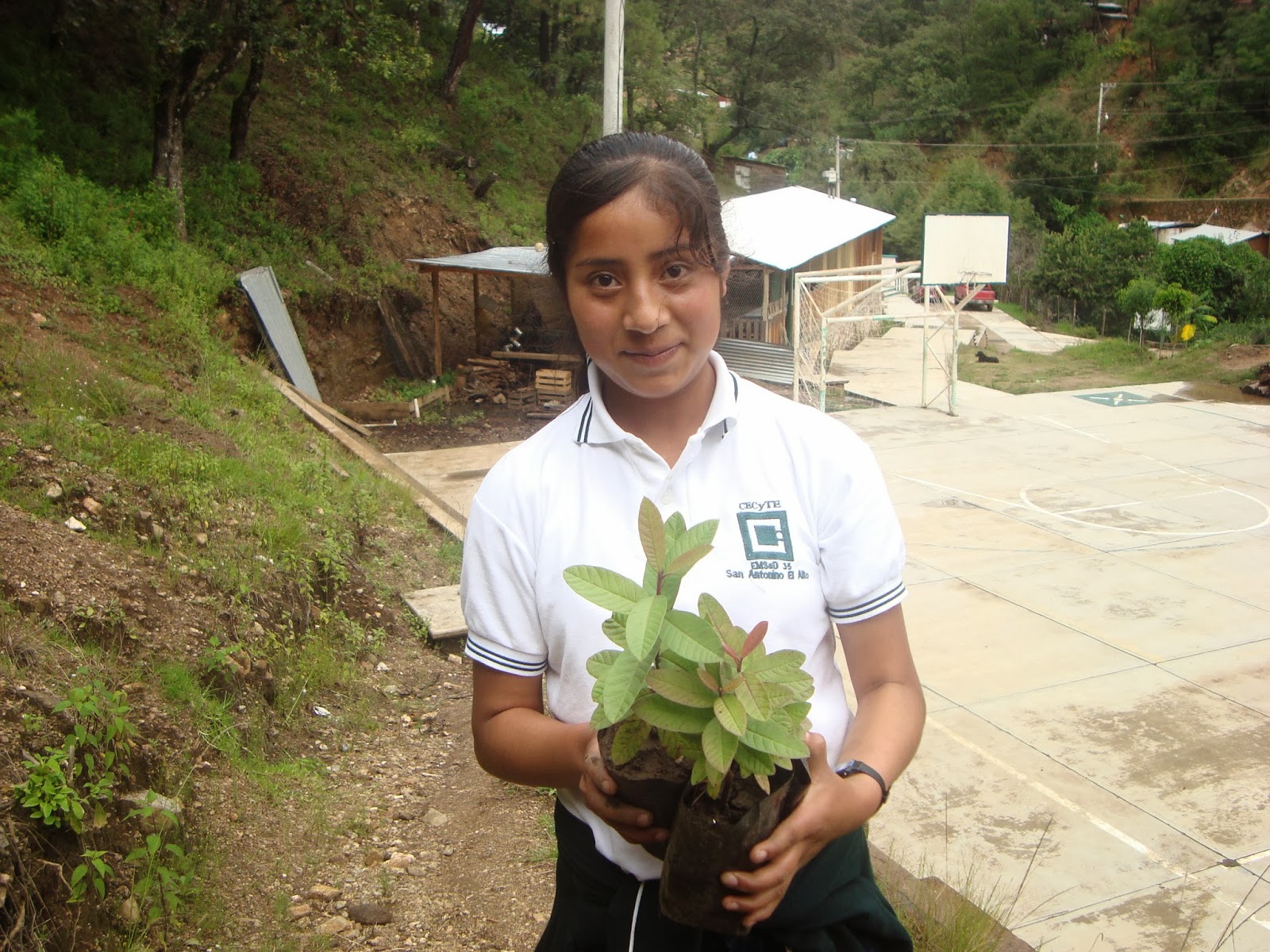 San Antonino el Alto REFORESTANDO EL AREA DEL CECYTE EMSaD 35 SAN