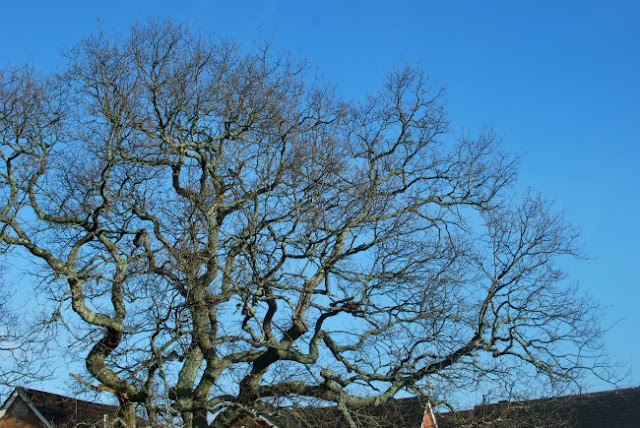 A-Cardiff-Garden-In-December-picture-of-oak-against-a-blue-cloudless-sky