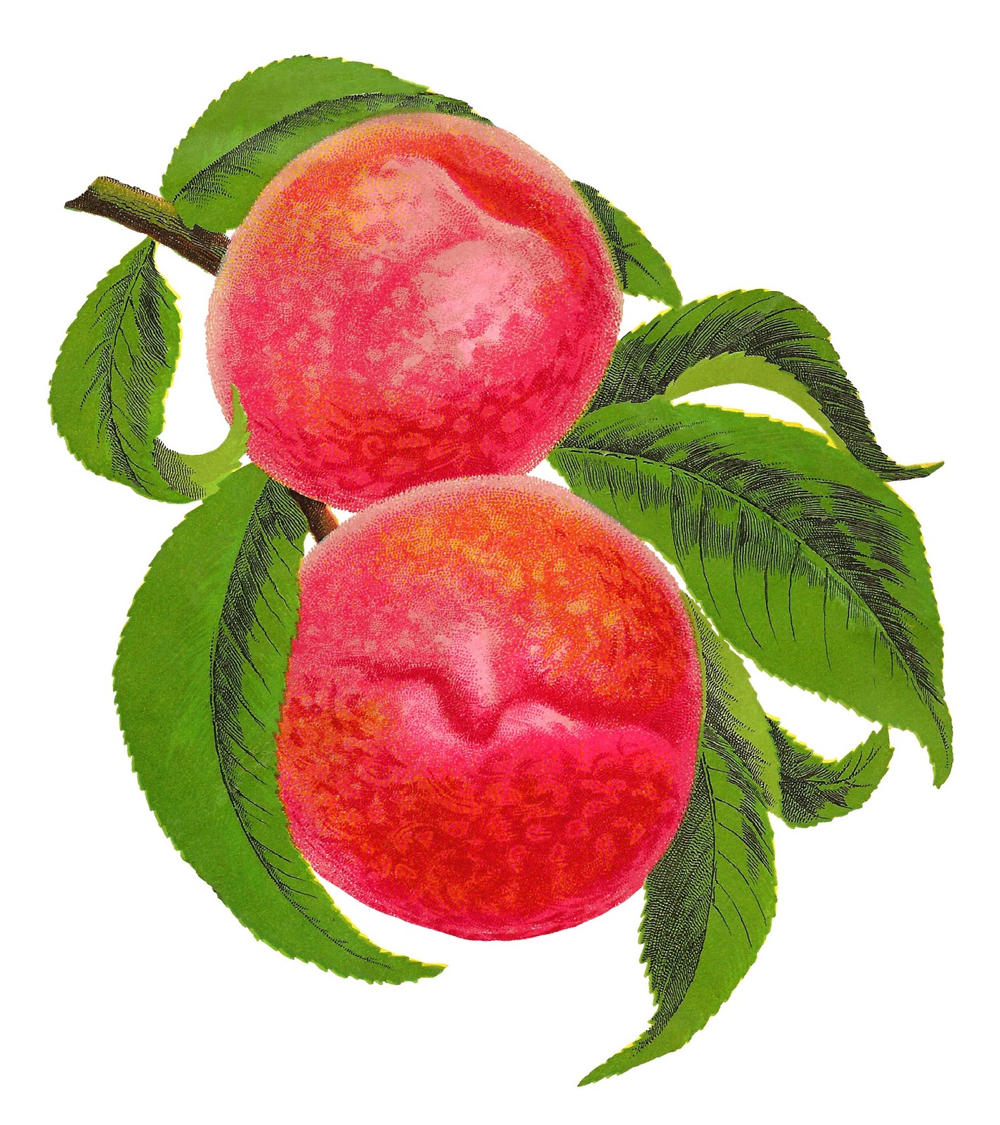 Antique Images Antique Stock Illustration Fruit Peach Botanical