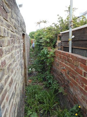 virginia creeper in back alleyway