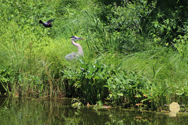 Annoyed - Heron And Red Winged Blackbird 4 Of 10