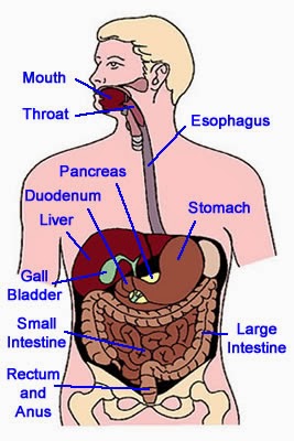 Digestion Game 2 - Anatomy - Health - sheppardsoftware.com