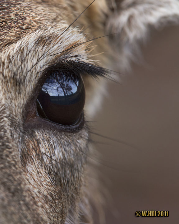 Goodinfo: Whitetail Deer Eye Close Up