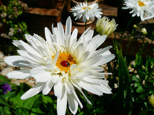 Daisy & the Ladybug