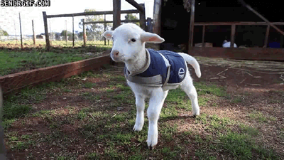 Bilderesultat for funny goats with dogs gifs