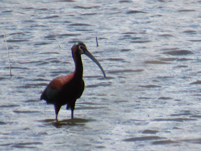 gray lodge wildlife area california birding hotspot