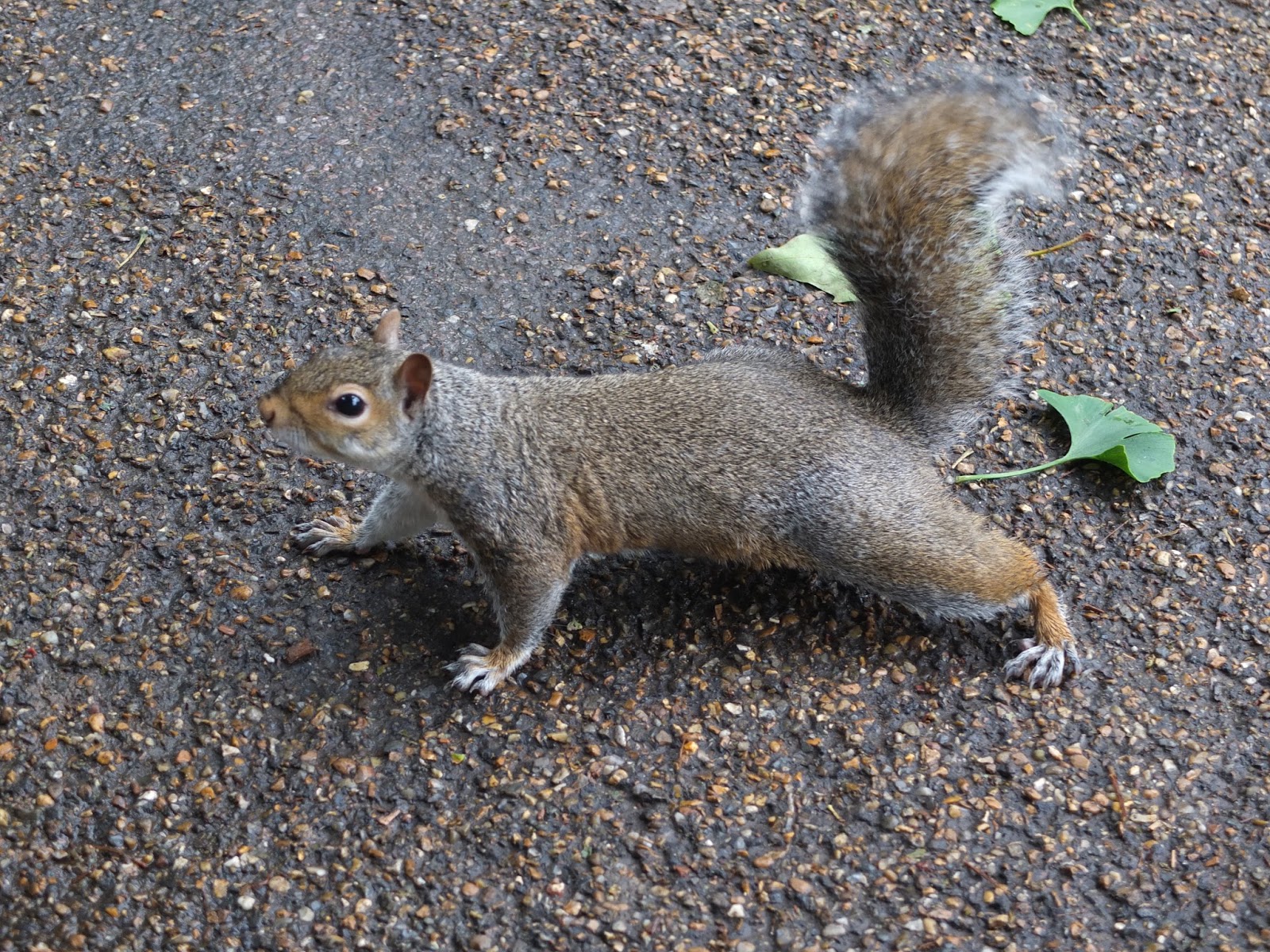 A Strong Belief In Wicker The Squirrels Of London