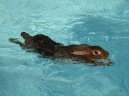 Continuous Exercising In Our Heated Pools Keeps Our Rabbits Healthy and Strong
