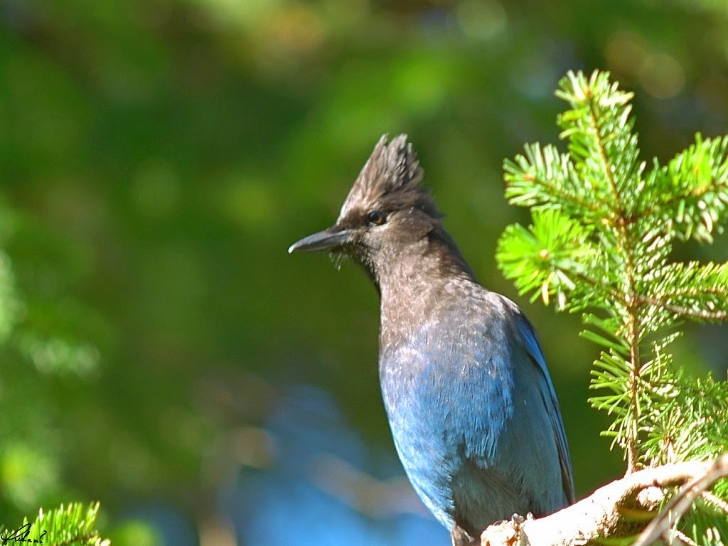 Free 2015 HD Wallpapers: 2015 Birds HD Wallpapers