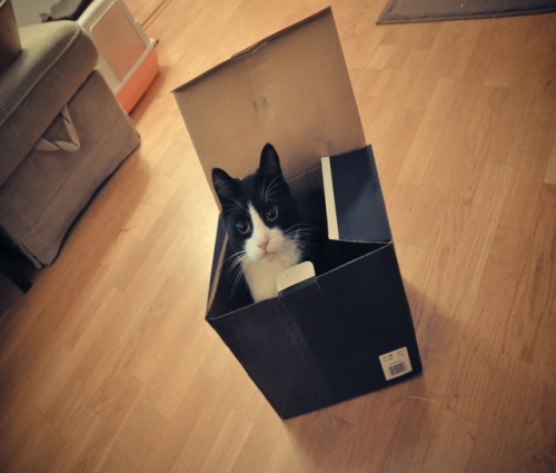 Cat in a Box (174 pictures)