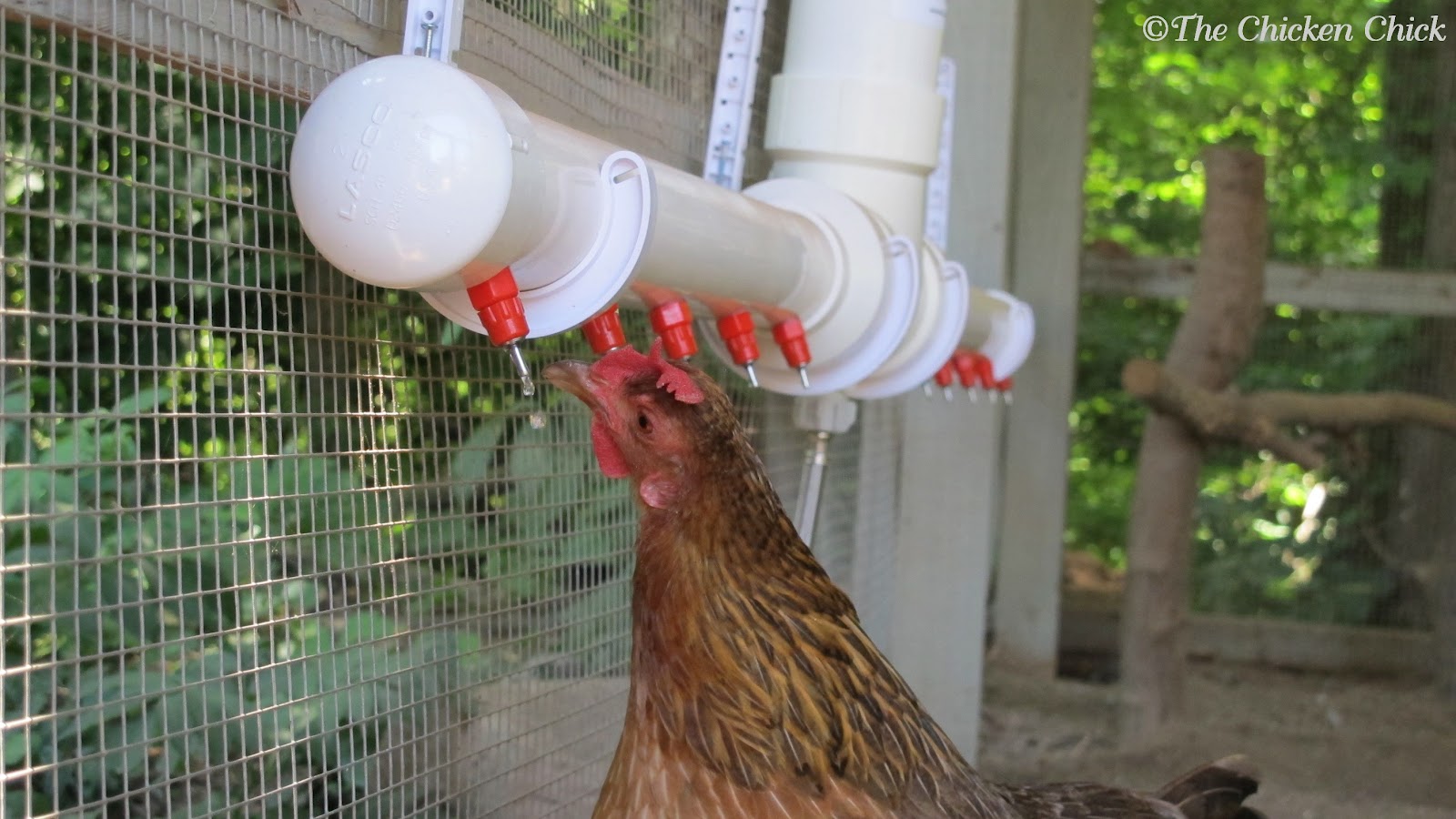 Clean Water: The Advantages of Poultry Nipple Waterers ...