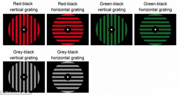 Cerchi rossi, verdi e grigi con strisce orizzontali e verticali usati per l'esperimento