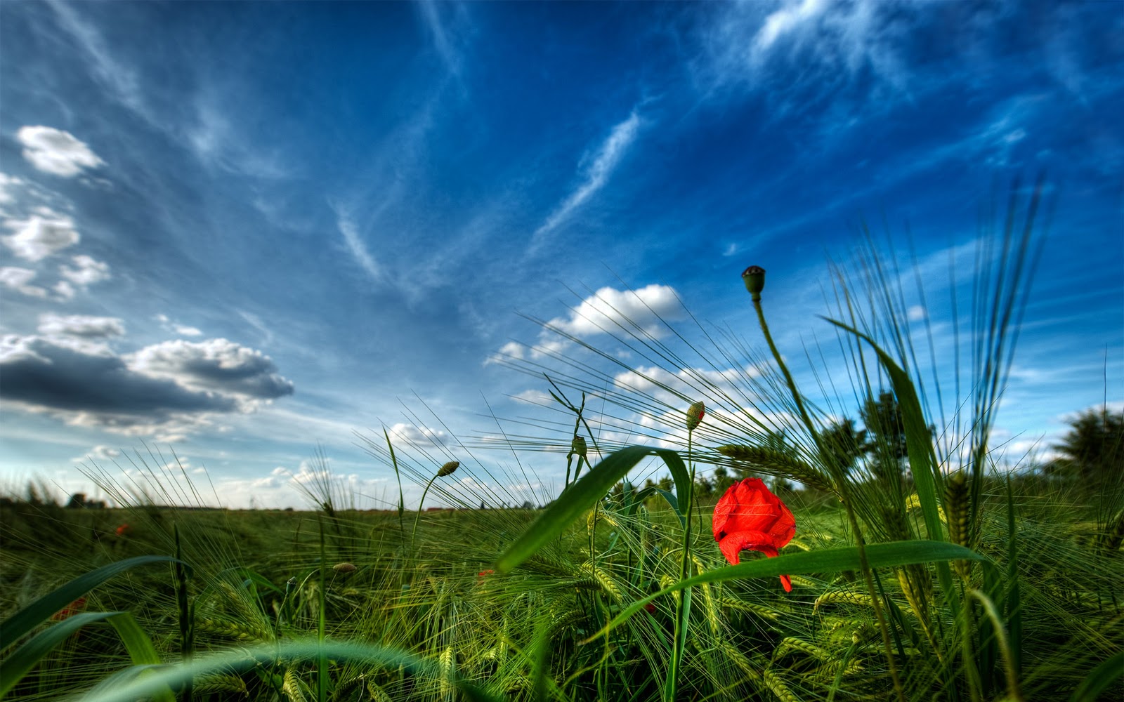 Wallpaper Hd Nature Wallpaper Hd Nature