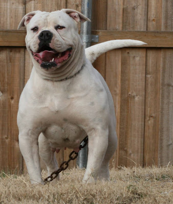 American Bulldog