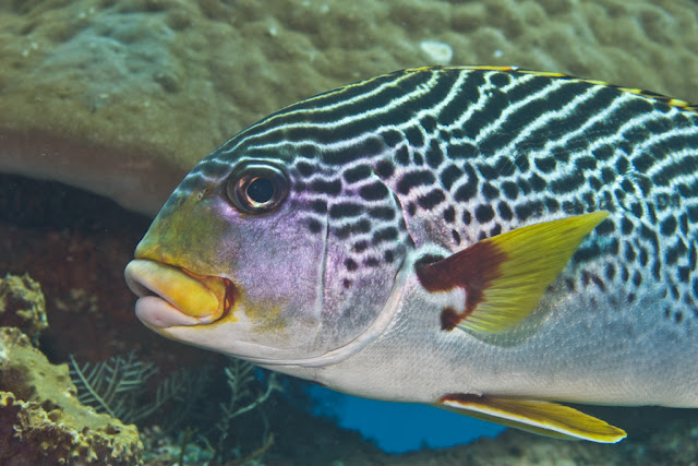 IKAN LAUT ASLI INDONESIA: Plectorhinchus lineatus