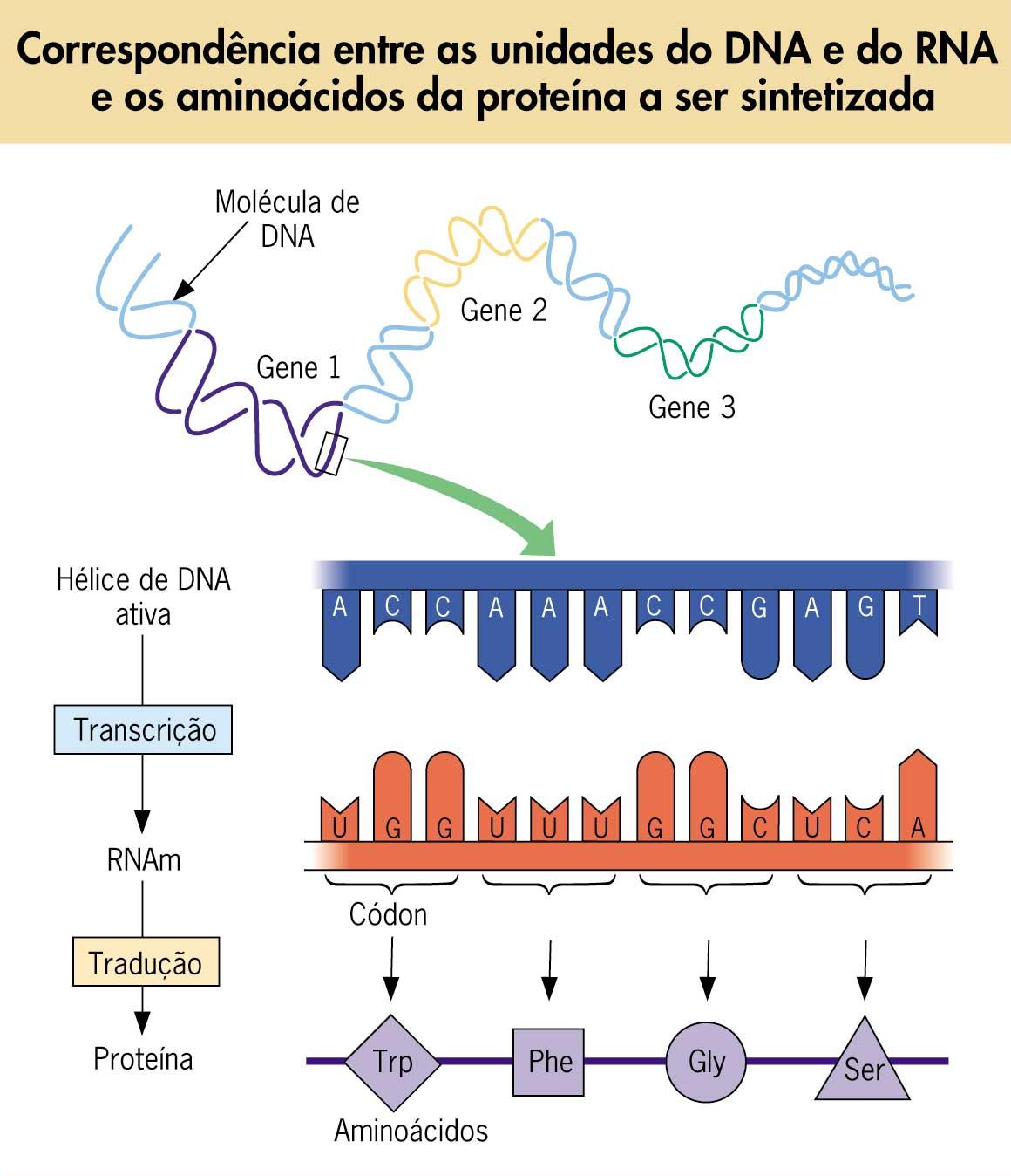 Uma Molecula De Rnam Composta Pelas Bases Adenina EDUCA