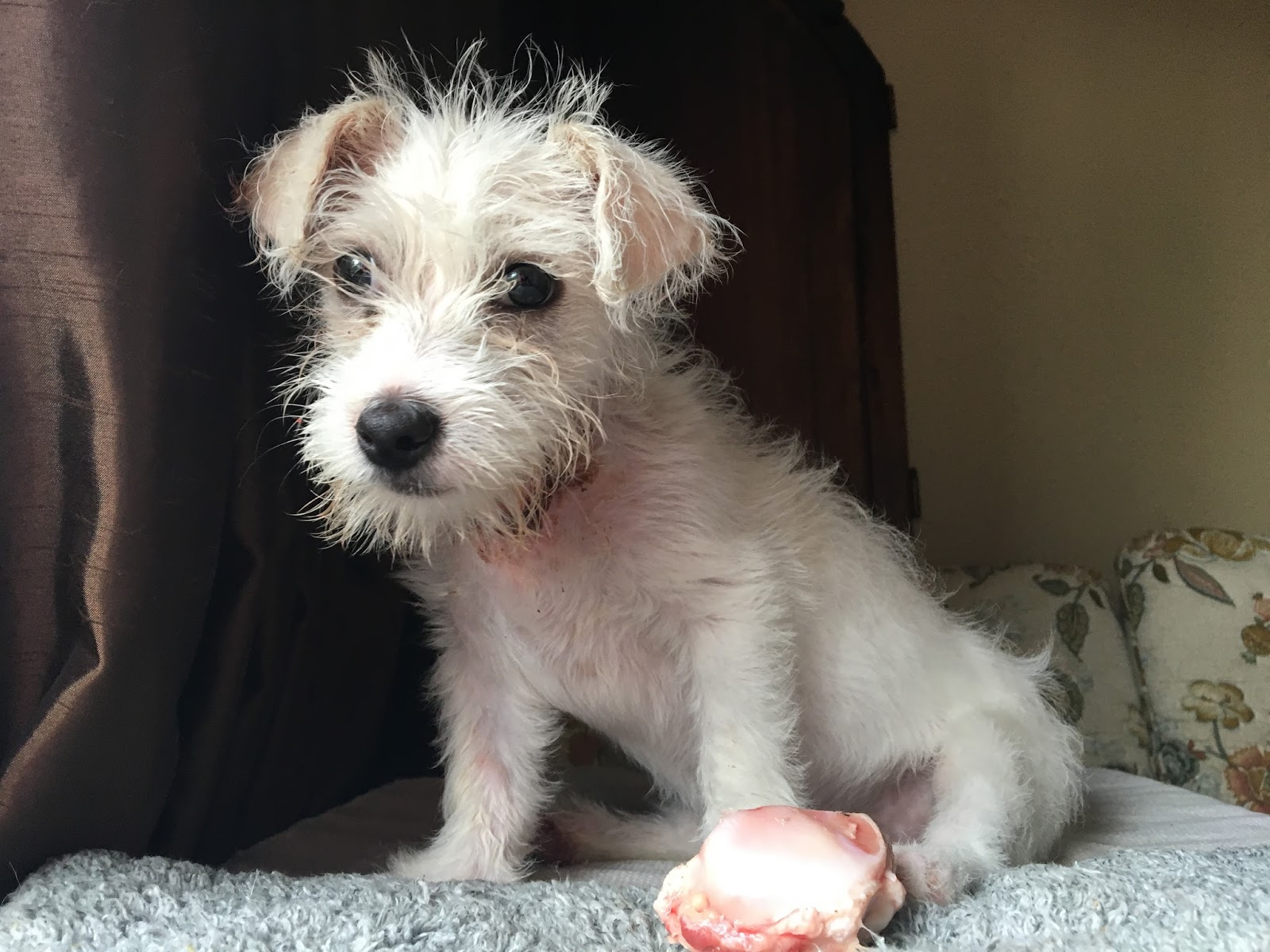 Phoenix and Friends Phoenix the Rough Coat Jack Russel Terrier!