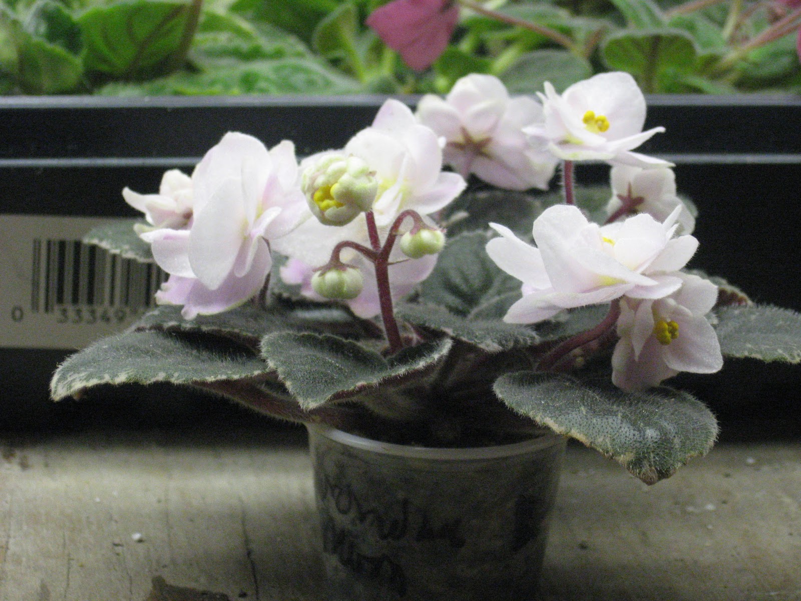 Shanti's African violets: March 2013