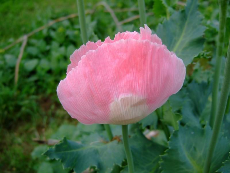 Opium Poppy Plant, Flowers and Seed Pods | Nature, Cultural, and Travel