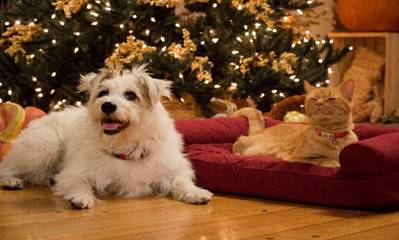 Its A Wonderful Movie Your Guide To Family And Christmas Movies