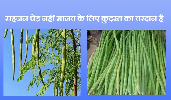 सहजन पेड़ नहीं मानव के लिए कुदरत का वरदान है सहजन पेड़ नहीं मानव के लिए कुदरत का वरदान है
