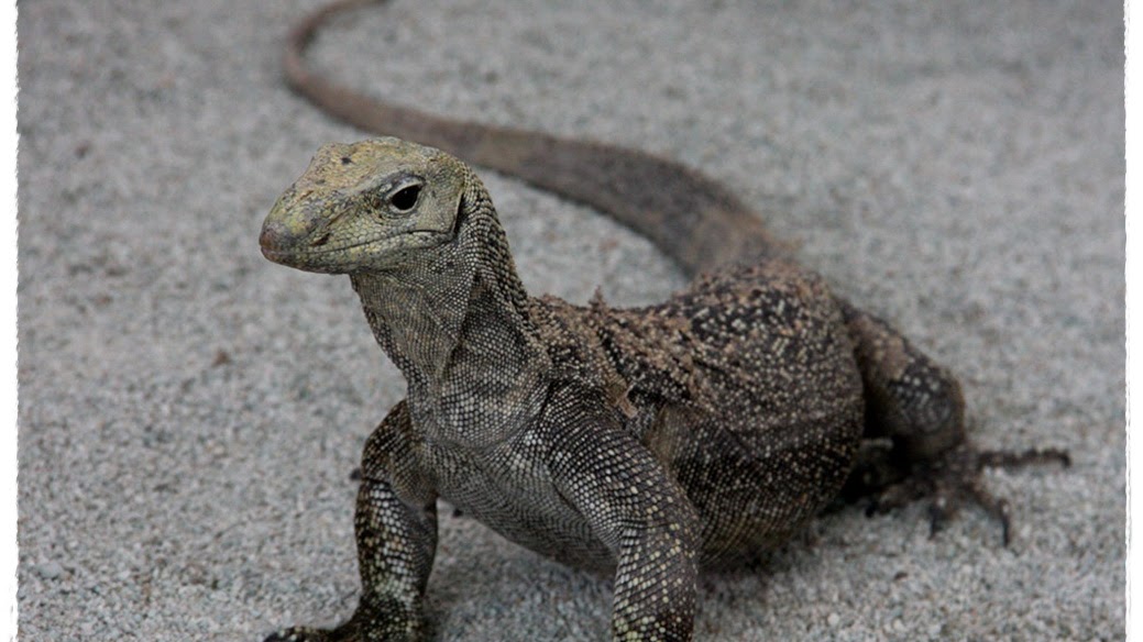 Contoh Gambar Biawak