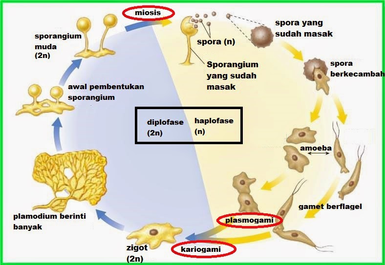 Singami pada daur reproduksi protista mirip jamur adalah peleburan dua gamet yang