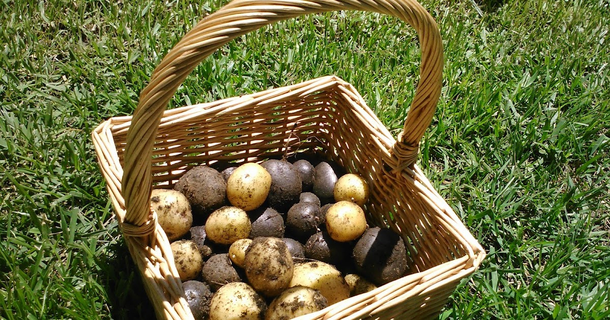 In Search of the Finer Things: First Harvest of Potatoes