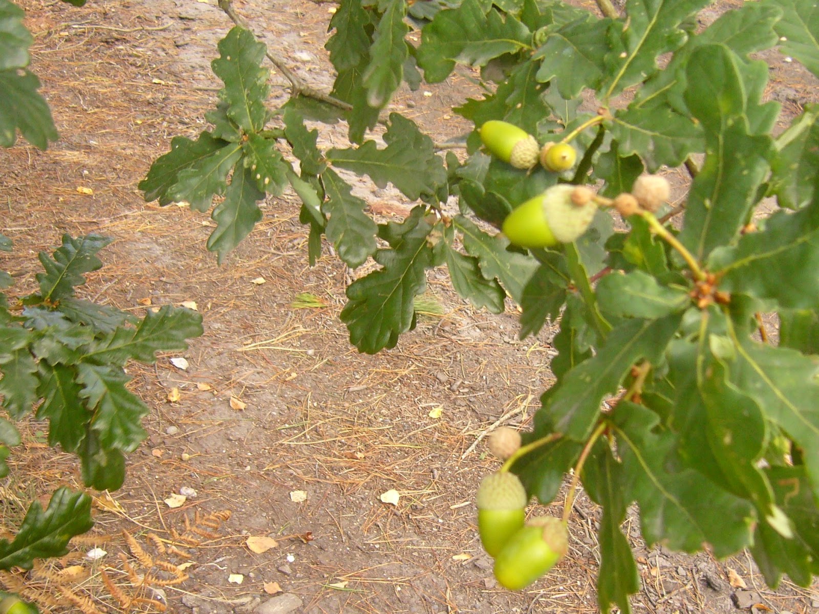 TINEO EN VERDE: ÁRBOLES DE NUESTROS BOSQUES: EL ROBLE