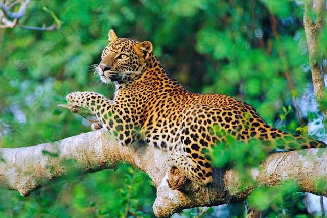 සුන්දර ශ්‍රී ලංකාව - Marvellous Sri Lanka