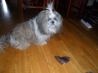 xiwang-petsecret-junio