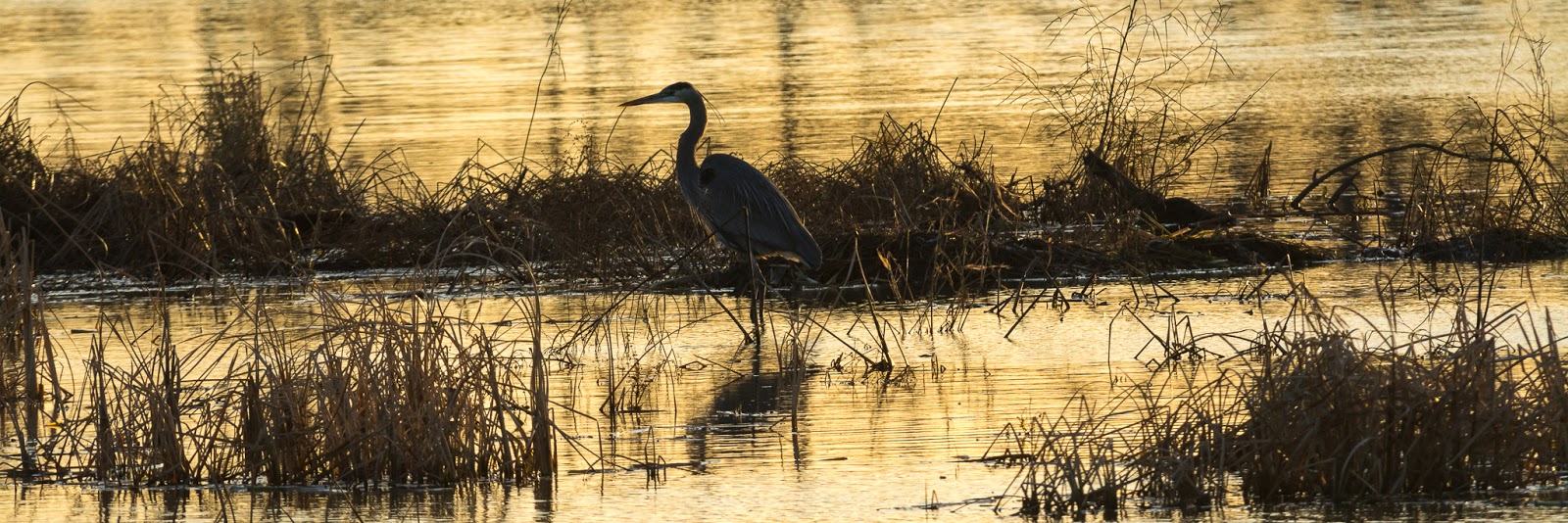 A Tree Falling: Hagerman NWR: December 2016, Part I