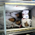 Μαρτυρίες - σοκ από τη Λέρο: Βάζουν τα πτώματα μεταναστών σε... ψυγεία παγωτών!
