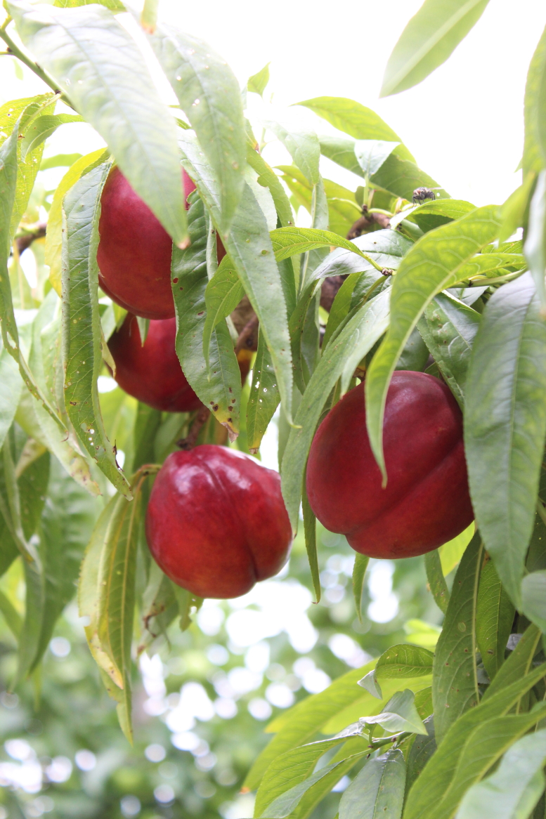 kebo homing - der Südtiroler Food- und Lifestyleblog : Geeiste ...