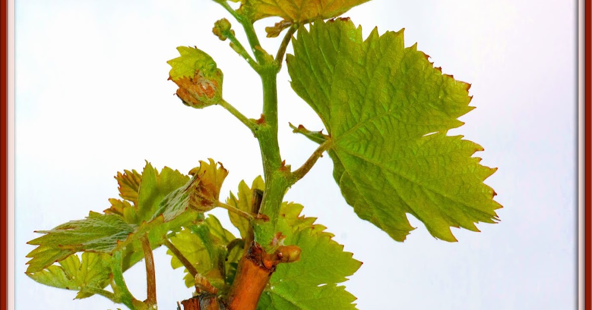 MISCELÁNEA TUROLENSE: Abril2019/Miscelánea." LOS PAMPANOS" DE LA VID