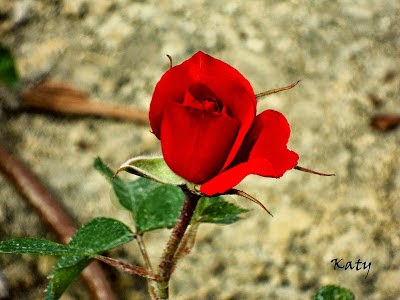 Una rosa con mi cariño para ti.