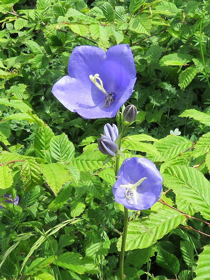 Dzwonek brzoskwiniolistny (Campanula persicifolia L.) dzwonek