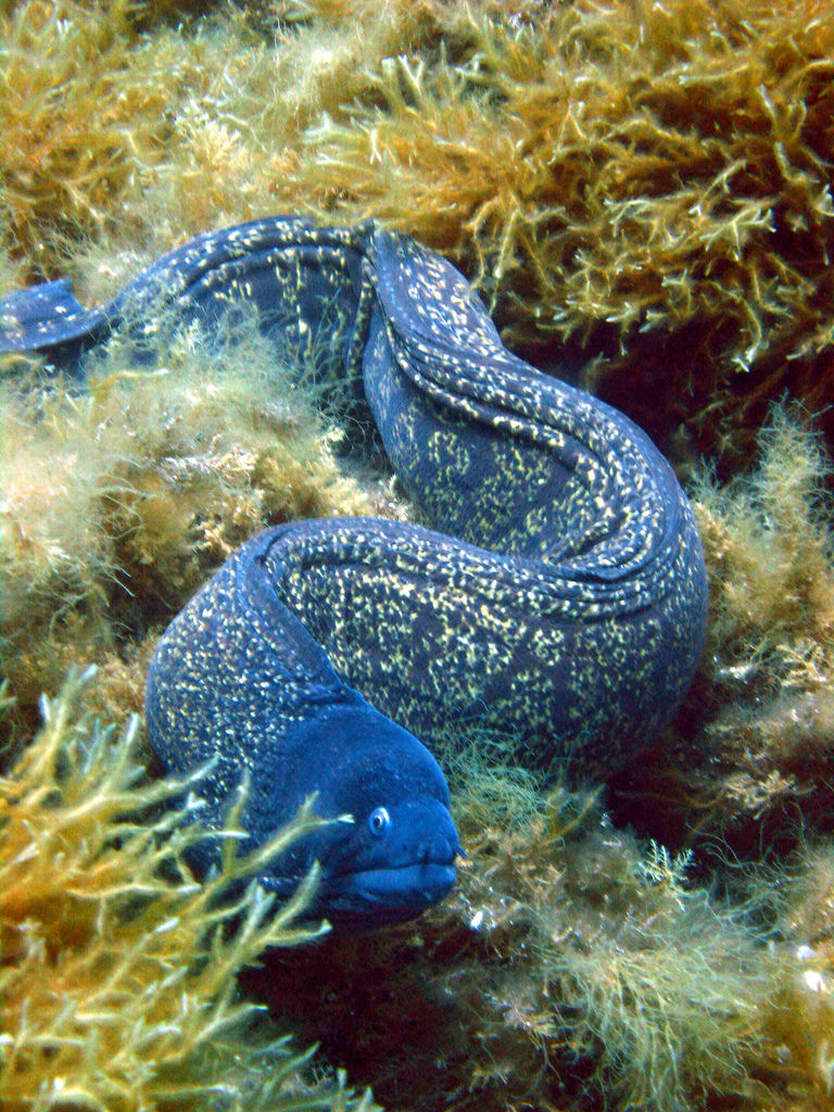 Blue Moray Eels
