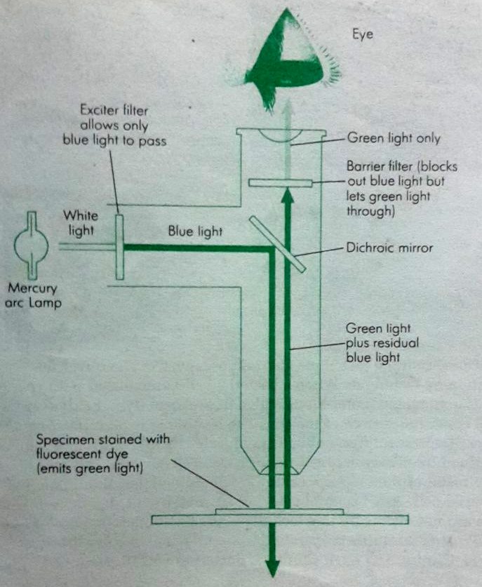 Microbiology and Public Health Fluorescence microscopy