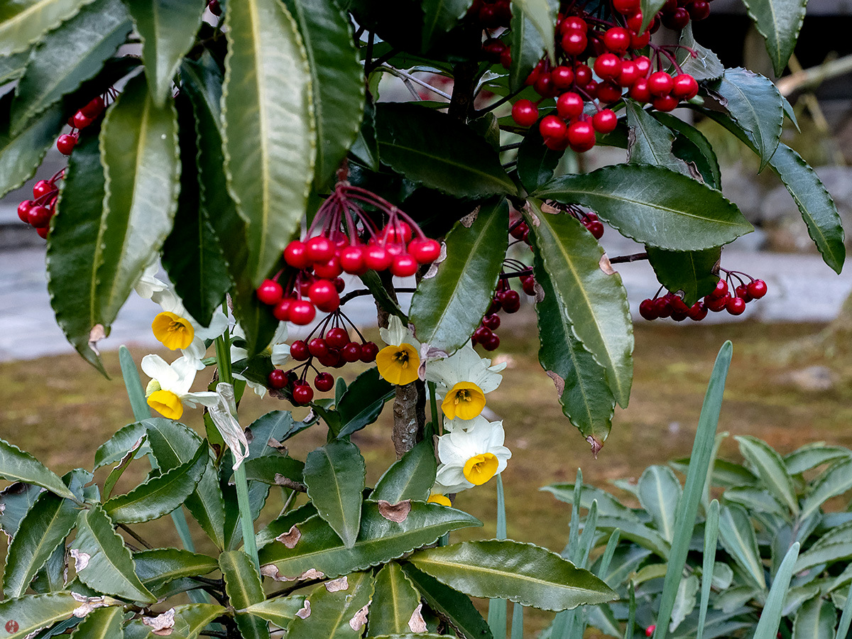 FROM THE GARDEN OF ZEN Suisen (daffodil) flowers Kaizoji