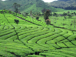 kebun teh kebun teh