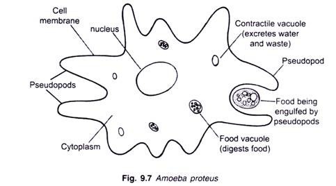 Deskripsi dan Contoh Protista Mirip Hewan(Protozoa) Sub Bab Rhizopoda Deskripsi dan Contoh Protista Mirip Hewan(Protozoa) Sub Bab Rhizopoda