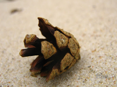 Zycie krzyzykiem przerywane...